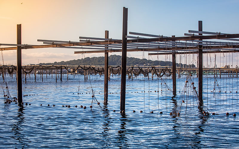 Aquaculture innovante