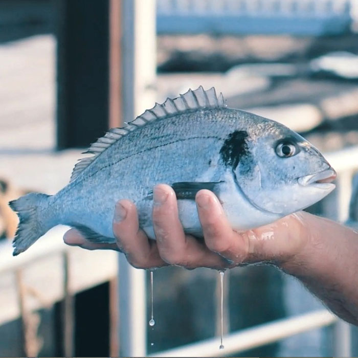 Photo daurade de Tamaris